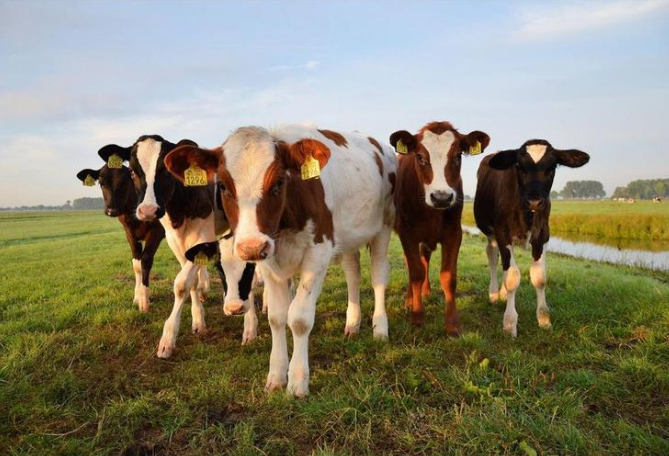 20230316101765446544